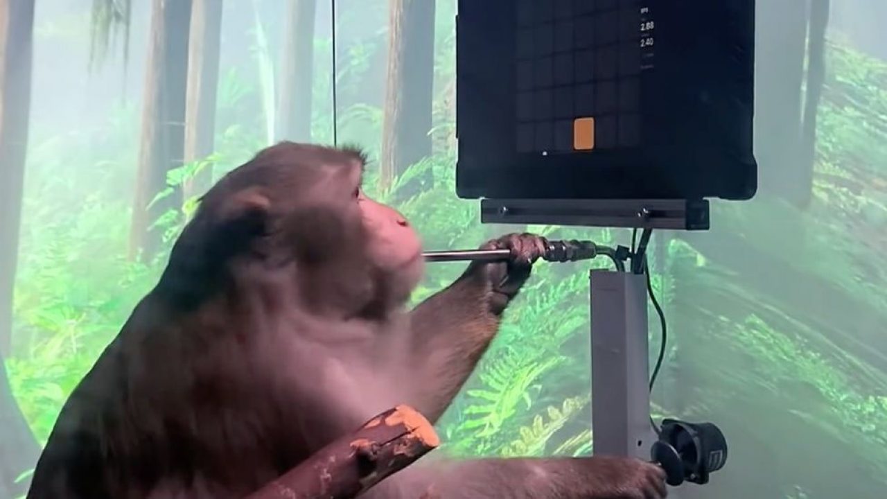 Neuralink Video Shows Monkey Playing Pong With Its Mind Silicon UK